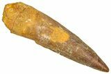 Fossil Spinosaurus Tooth - Real Dinosaur Tooth #366483-1